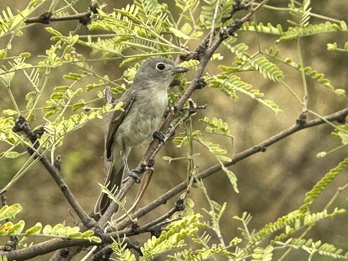 Gray Vireo - Felipe Guerrero