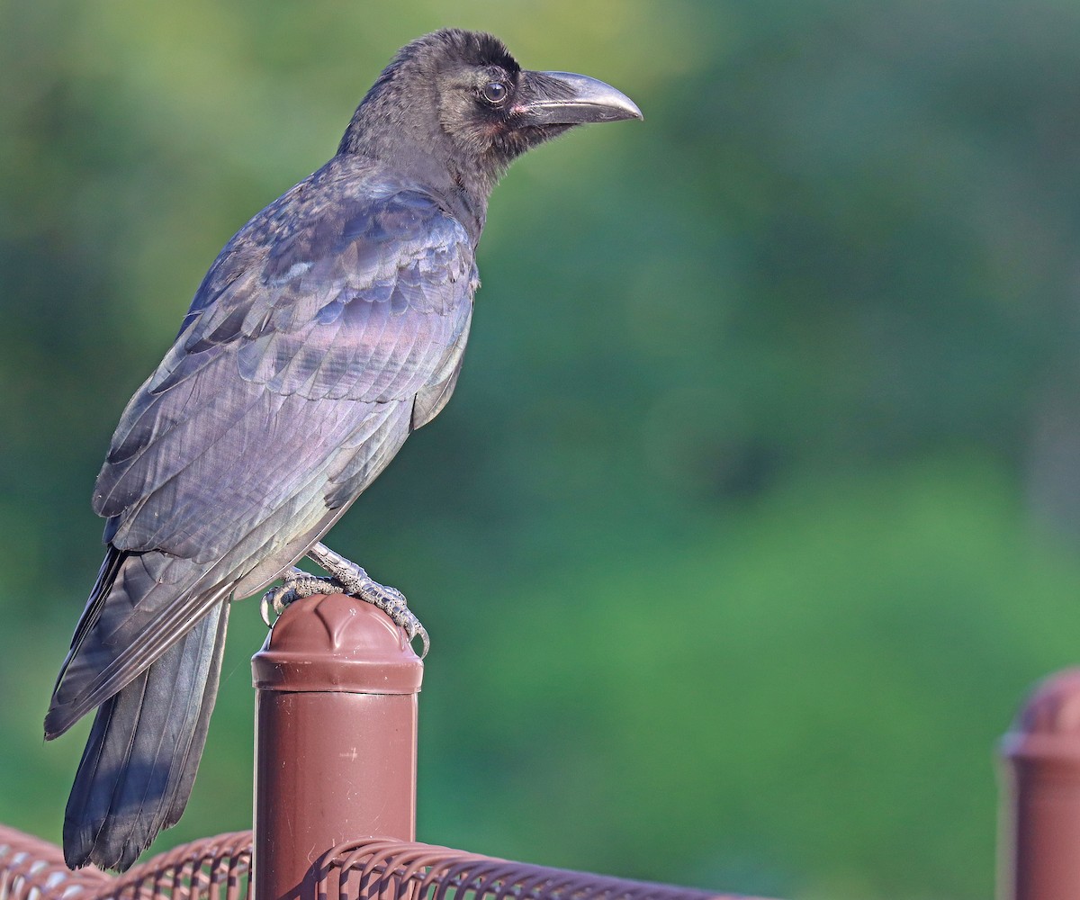 Large-billed Crow - ML608620814