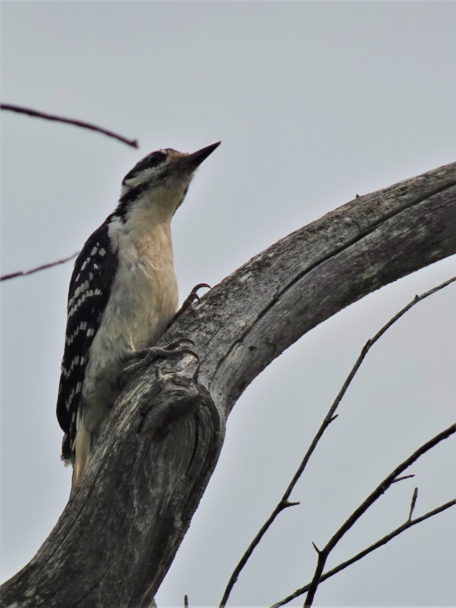 Hairy Woodpecker - ML608620973