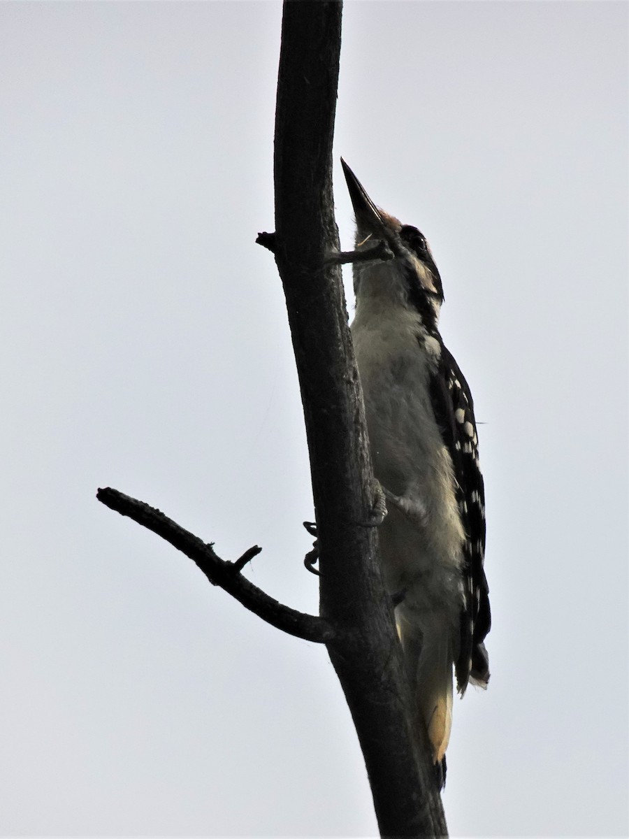 Hairy Woodpecker - ML608620975