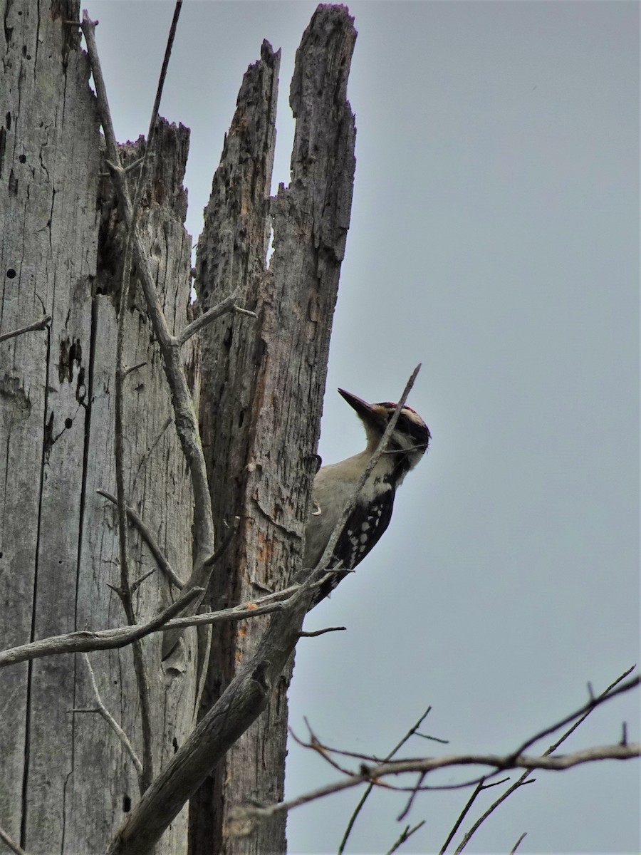 Hairy Woodpecker - ML608620976