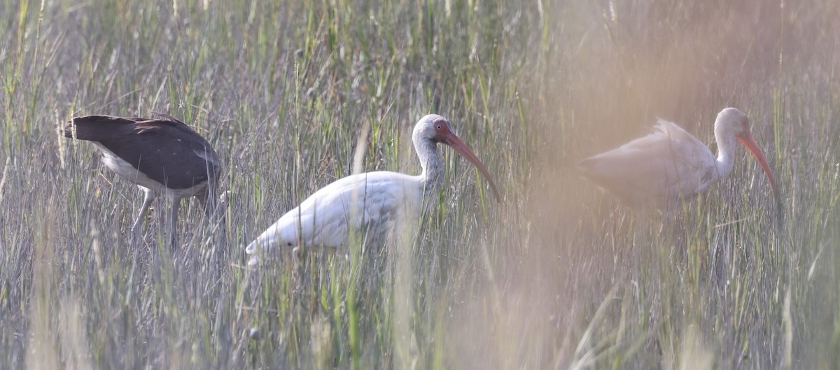 White Ibis - ML608621003