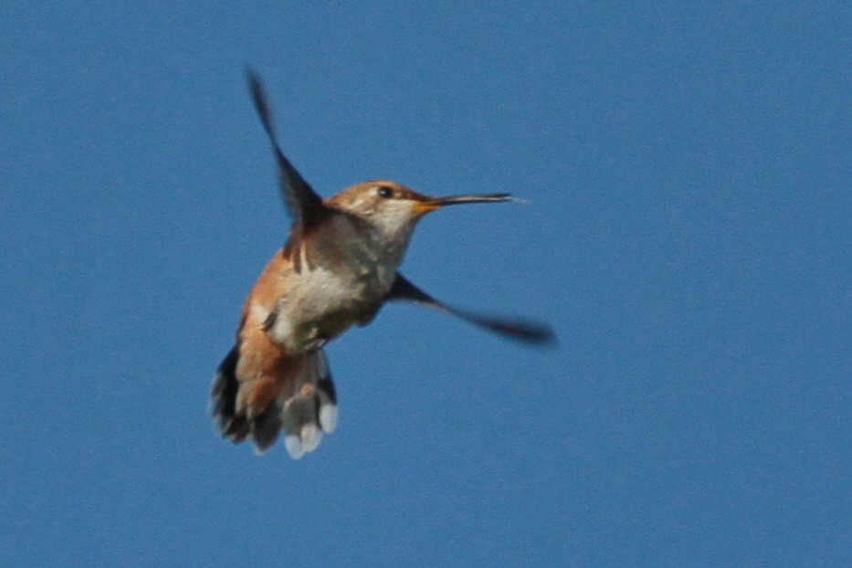 Rufous Hummingbird - ML608621026