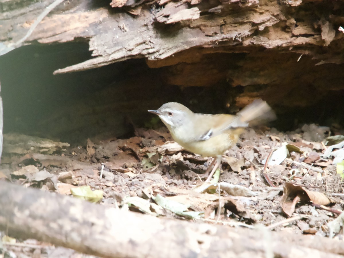 White-browed Scrubwren - ML608621034