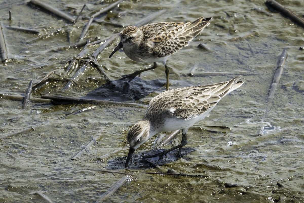 Semipalmated Sandpiper - ML608621044