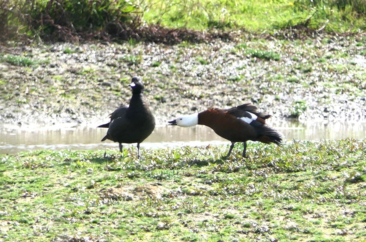 Paradise Shelduck - Jim Kirker