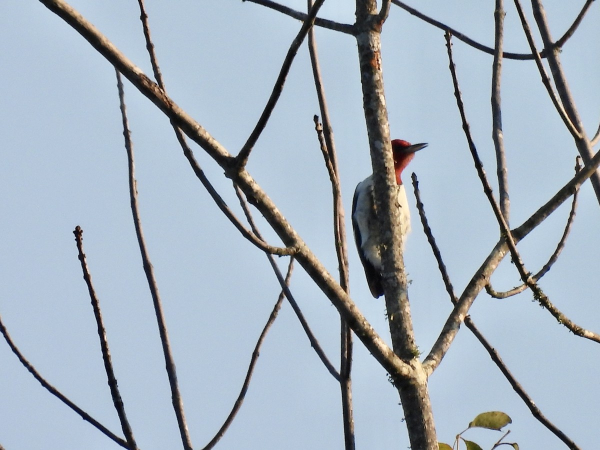 Red-headed Woodpecker - ML608621082