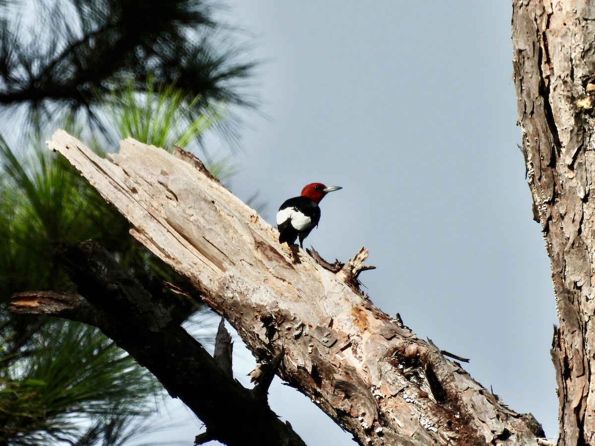 Red-headed Woodpecker - ML608621083