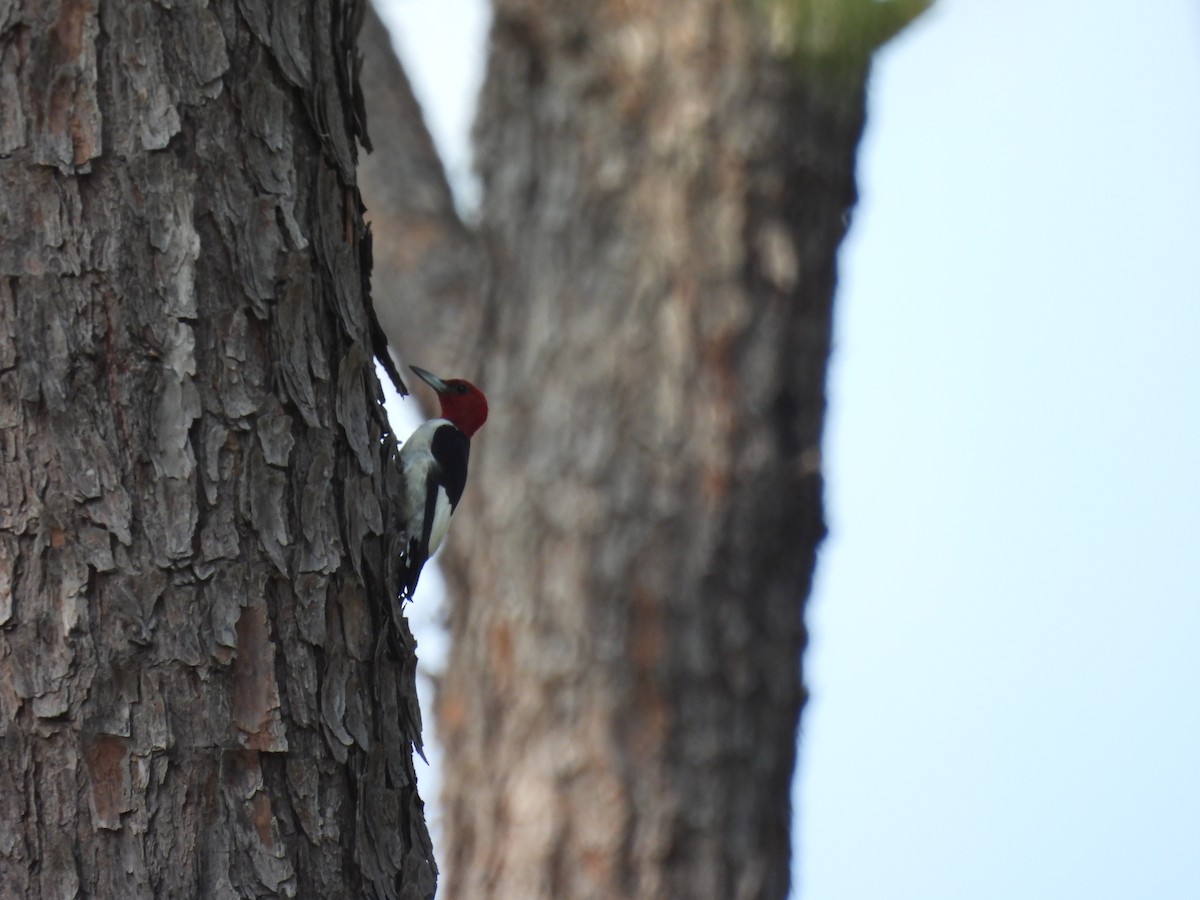 Red-headed Woodpecker - ML608621084