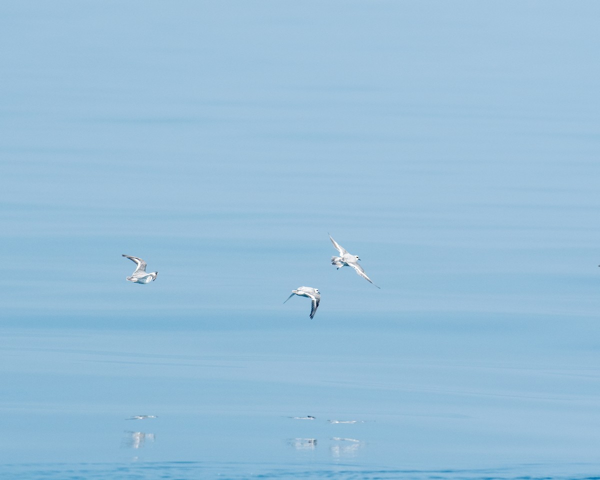 Phalarope à bec large - ML608621166