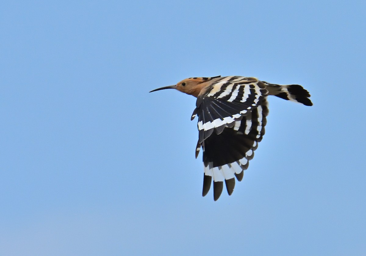 Eurasian Hoopoe - ML608621407