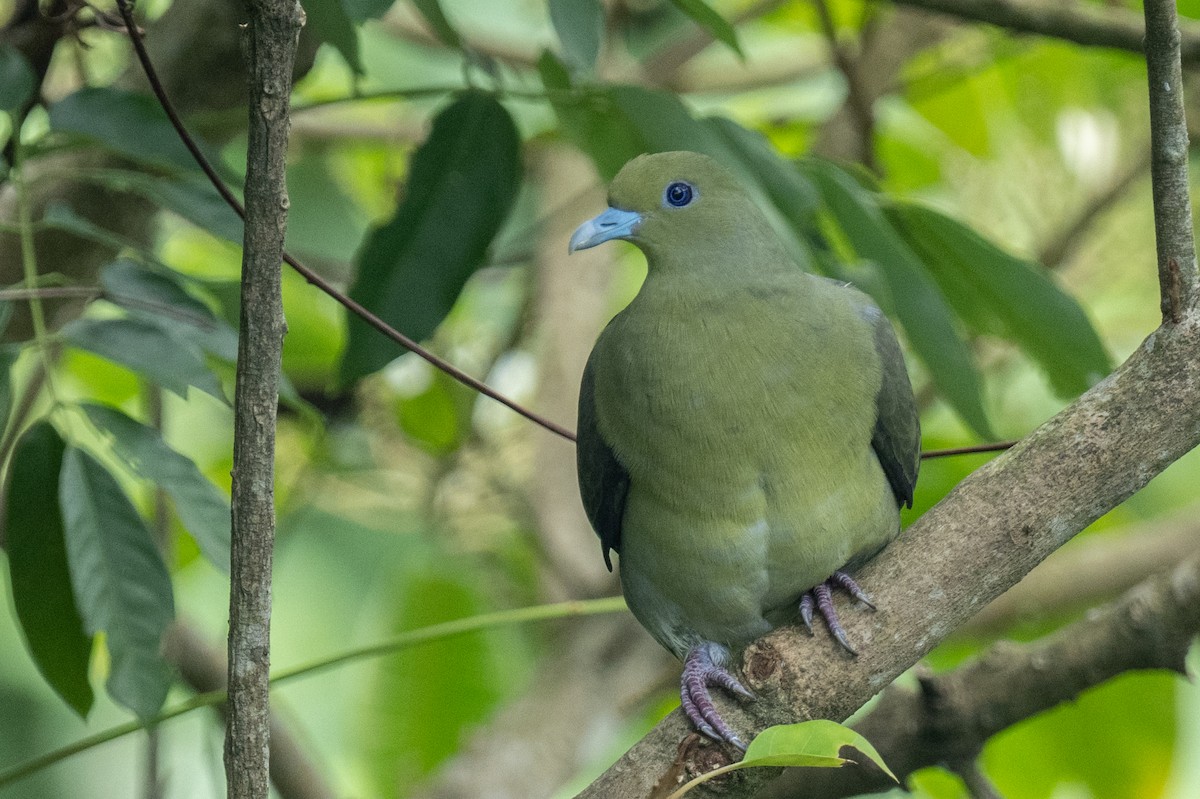 Whistling Green-Pigeon (Taiwan) - Ross Bartholomew