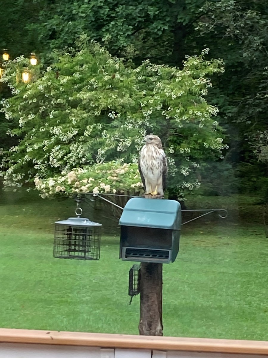 Red-shouldered Hawk - ML608621488