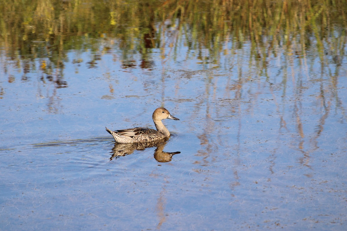 Northern Pintail - Zach Wile