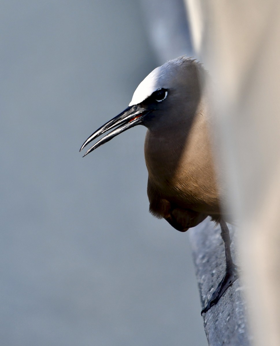 Brown Noddy - ML608621542