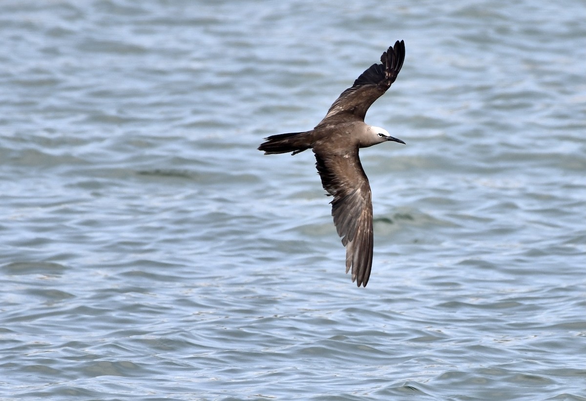 Brown Noddy - ML608621544