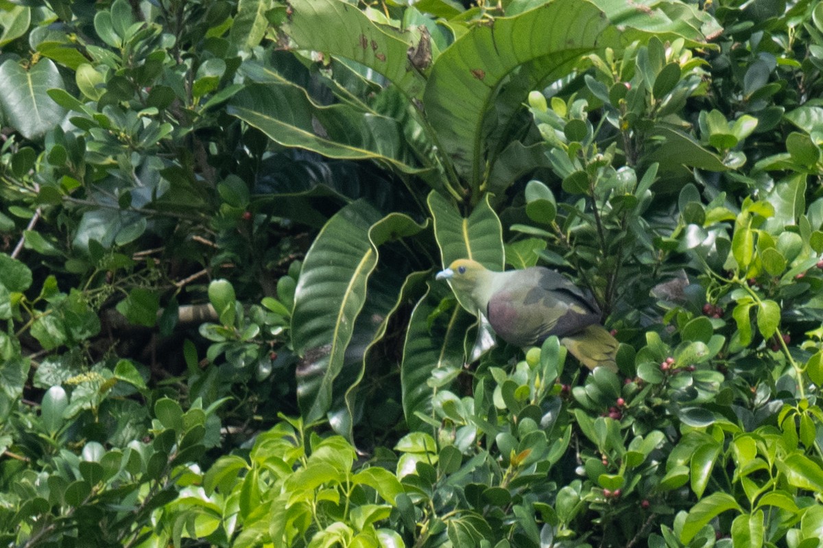 Whistling Green-Pigeon (Taiwan) - Ross Bartholomew