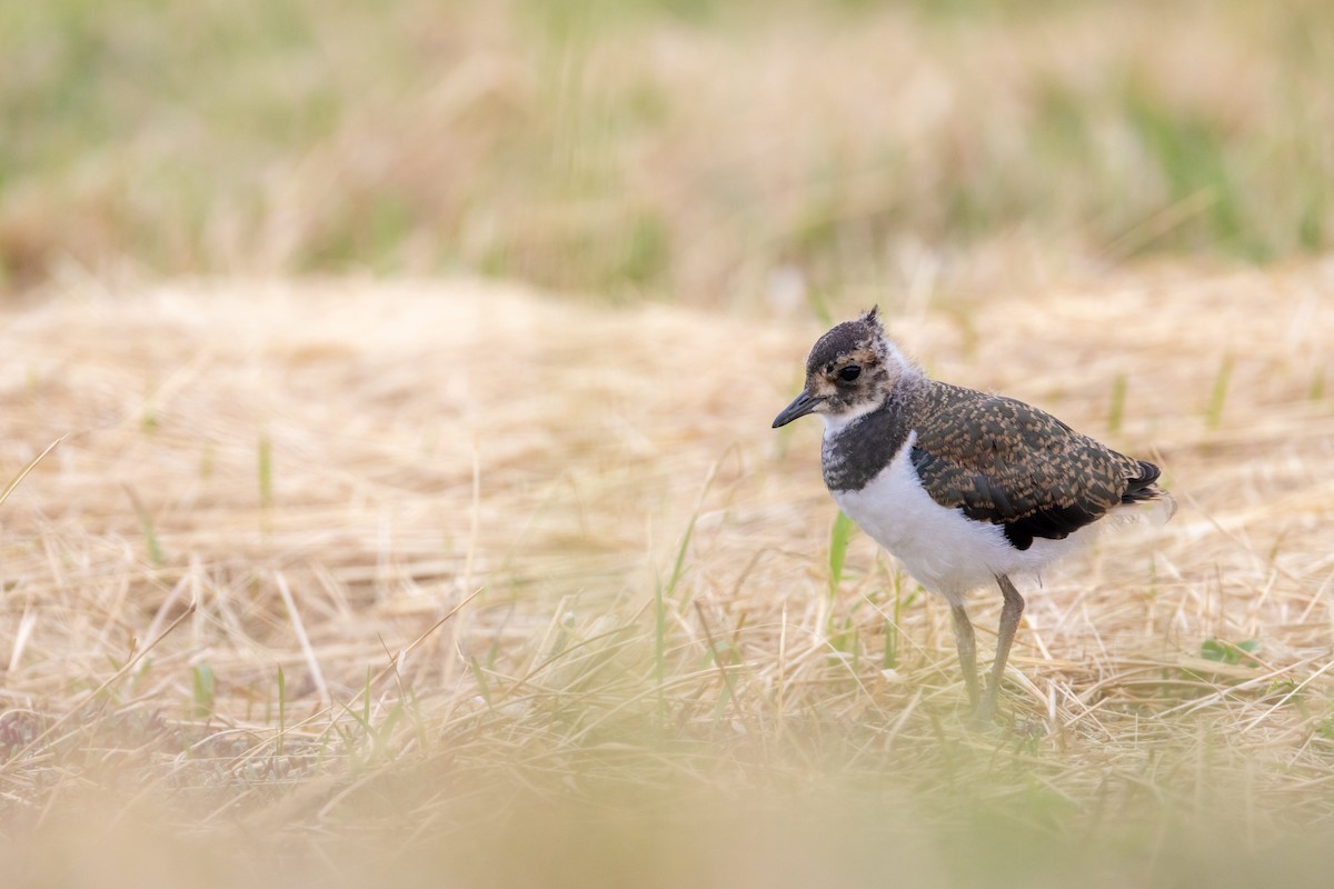 Northern Lapwing - ML608621561