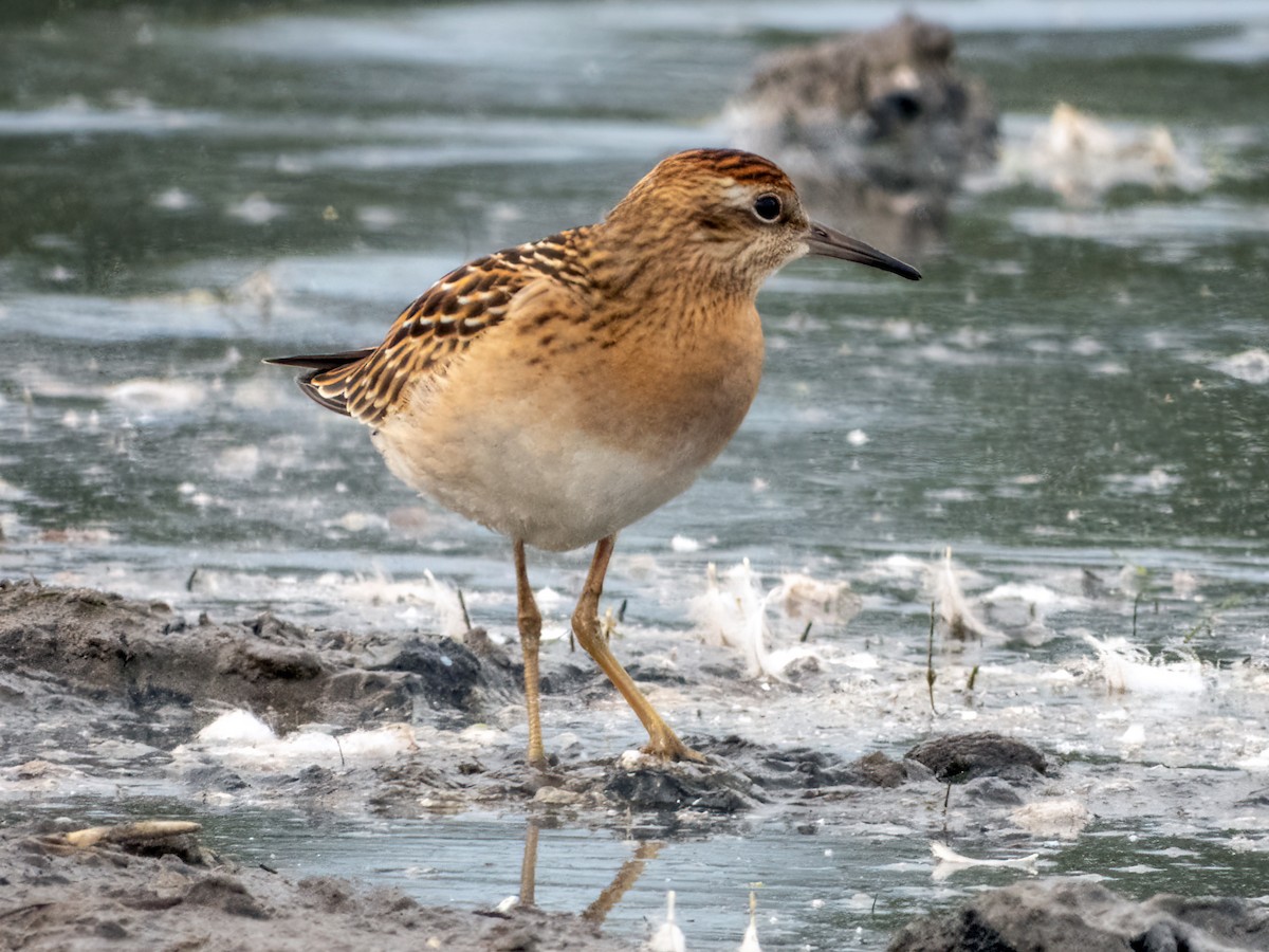 Sharp-tailed Sandpiper - Joseph Dylke