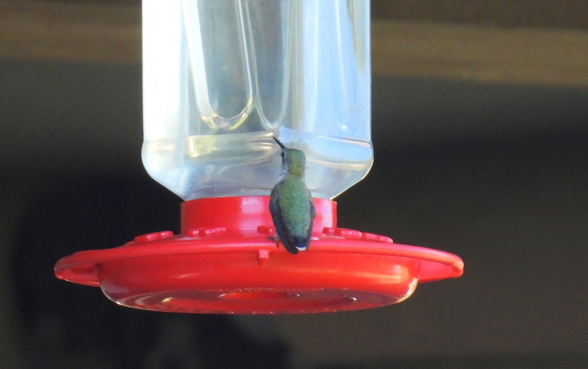 Calliope Hummingbird - ML608621636