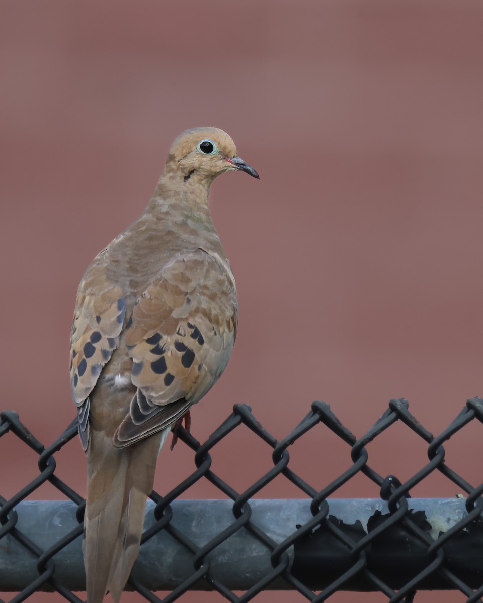 Mourning Dove - ML608621708