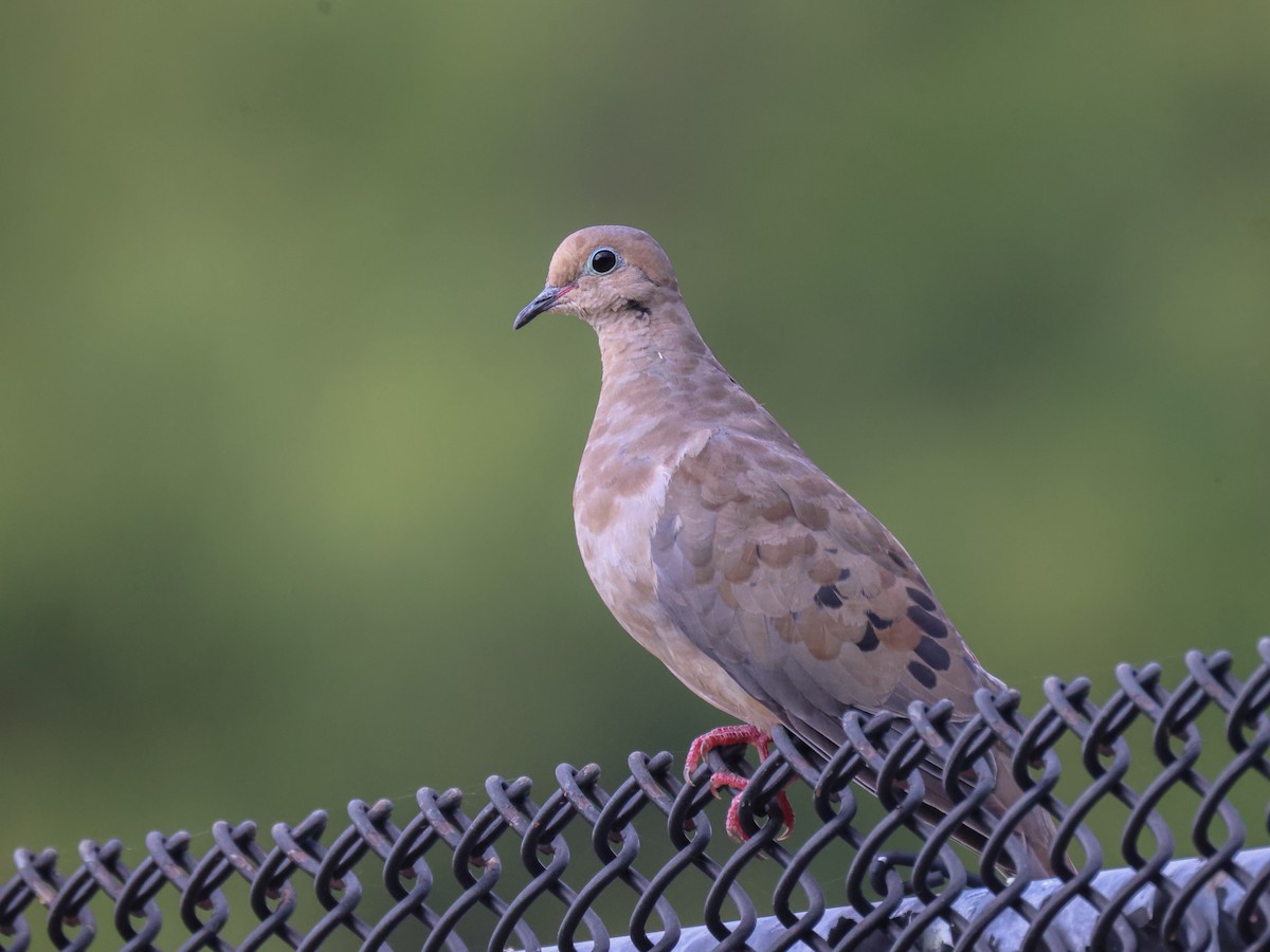 Mourning Dove - ML608621709