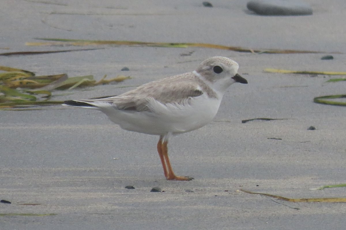 Piping Plover - ML608621855