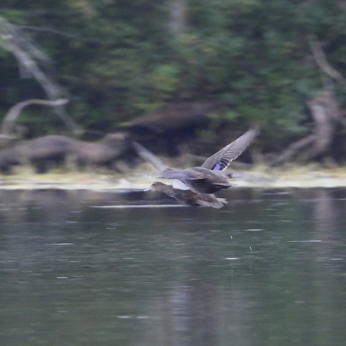 American Black Duck - ML608621856