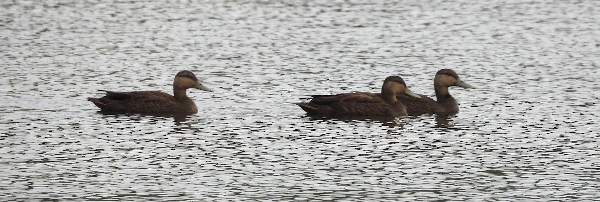 American Black Duck - ML608621859