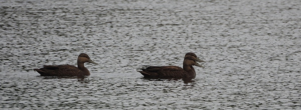 American Black Duck - ML608621862