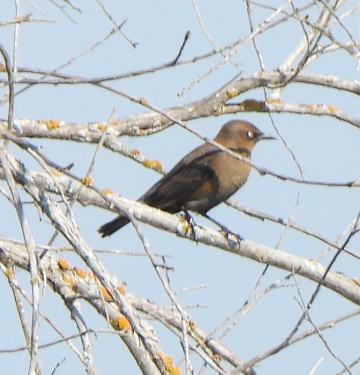 Rusty Blackbird - ML608621897