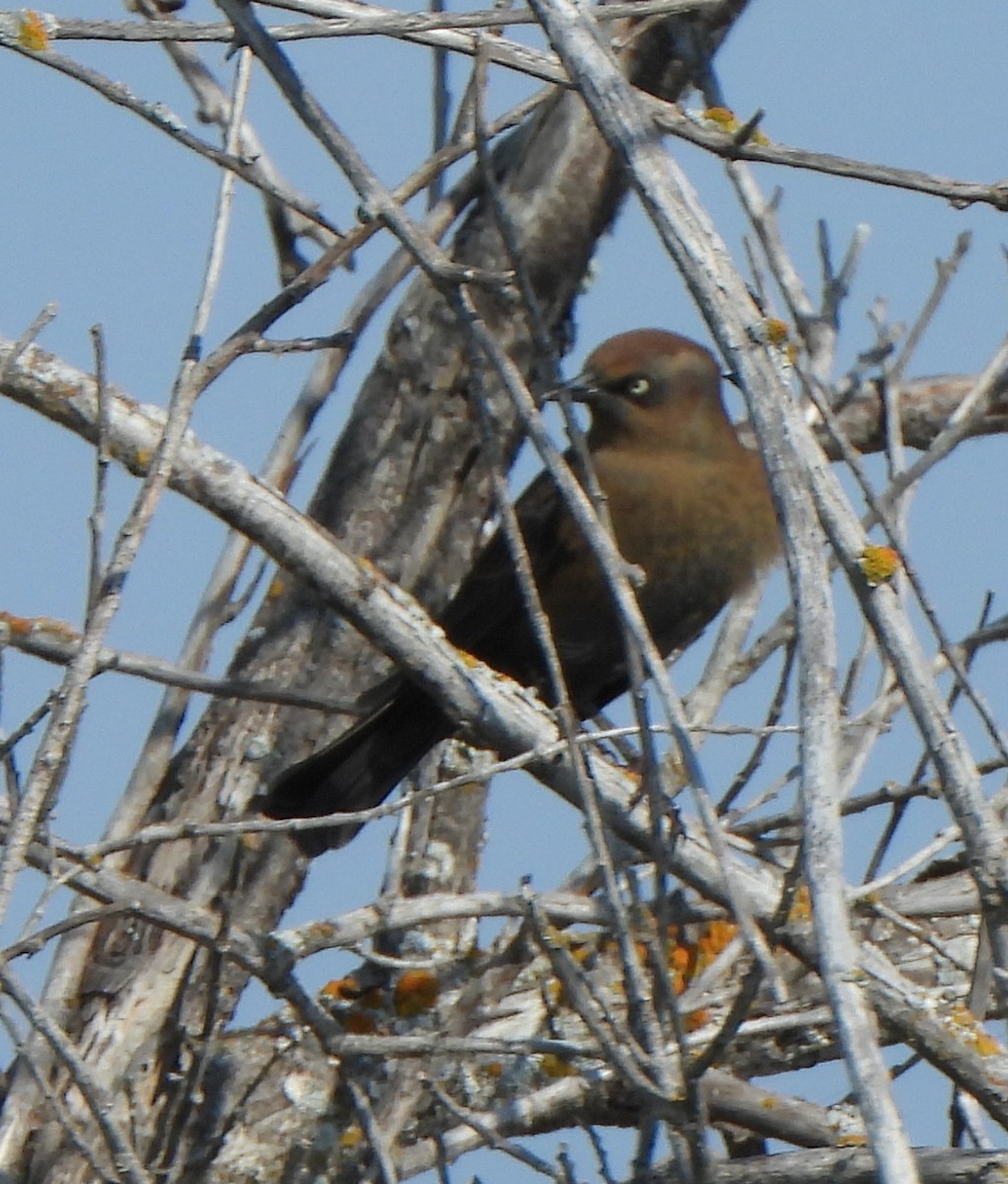 Rusty Blackbird - ML608621898