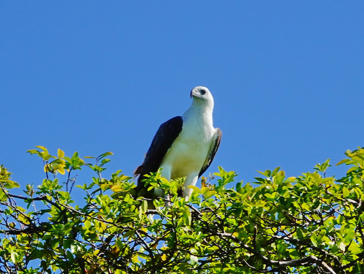 White-bellied Sea-Eagle - ML608622000