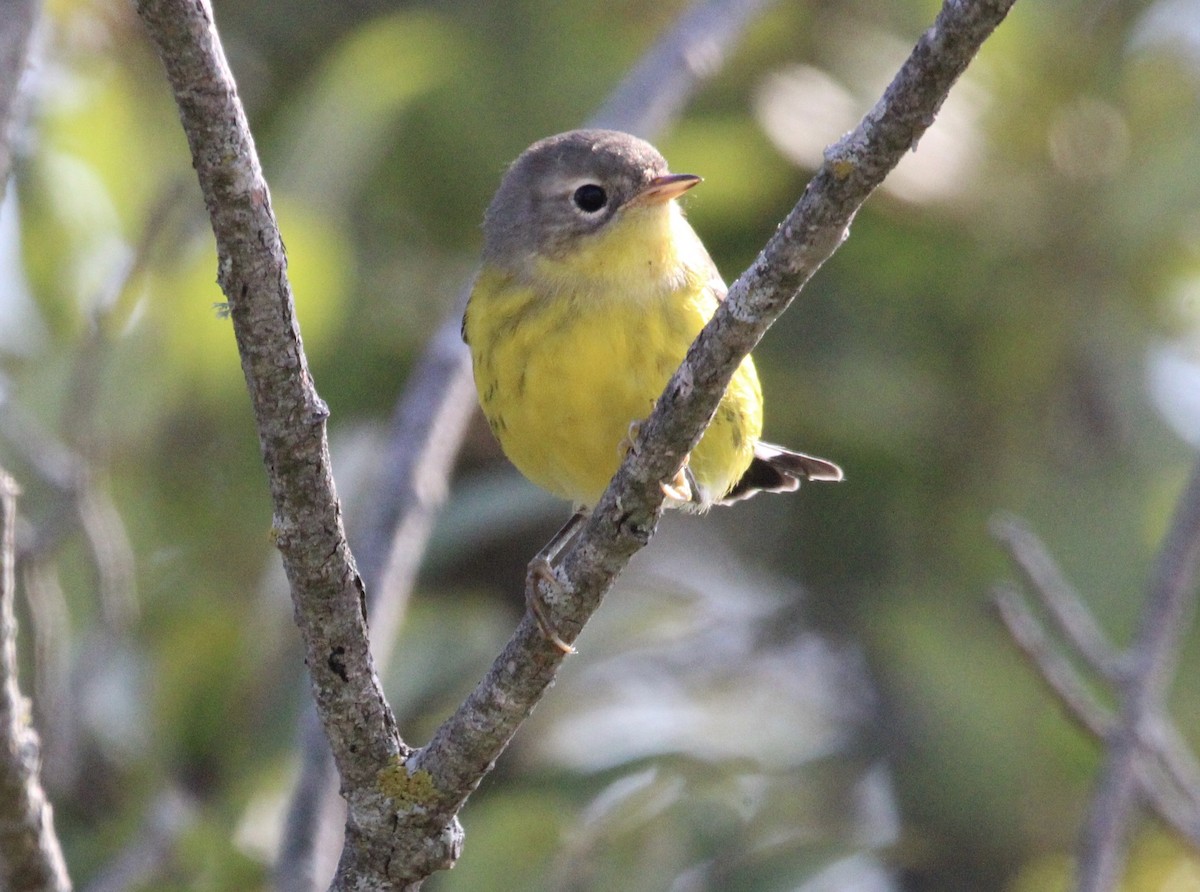 Magnolia Warbler - ML608622043