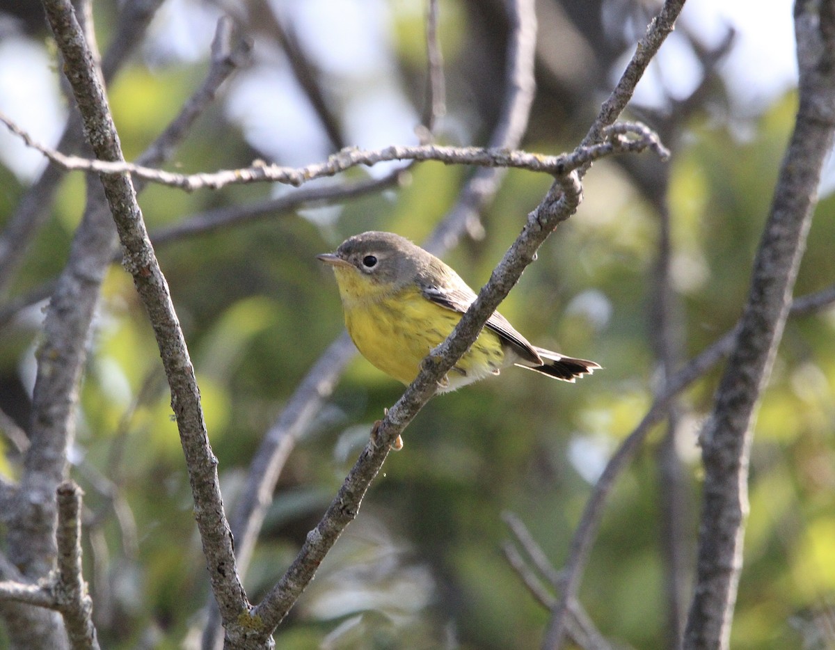 Magnolia Warbler - ML608622046