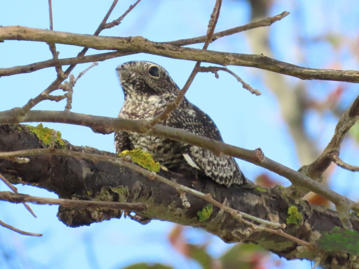 Common Nighthawk - Pamela Hunt