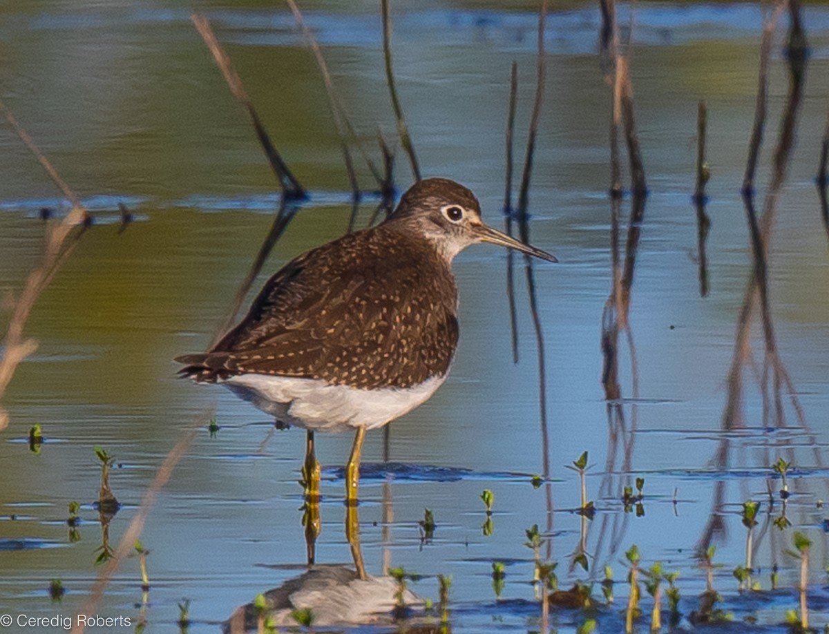 Solitary Sandpiper - ML608622202