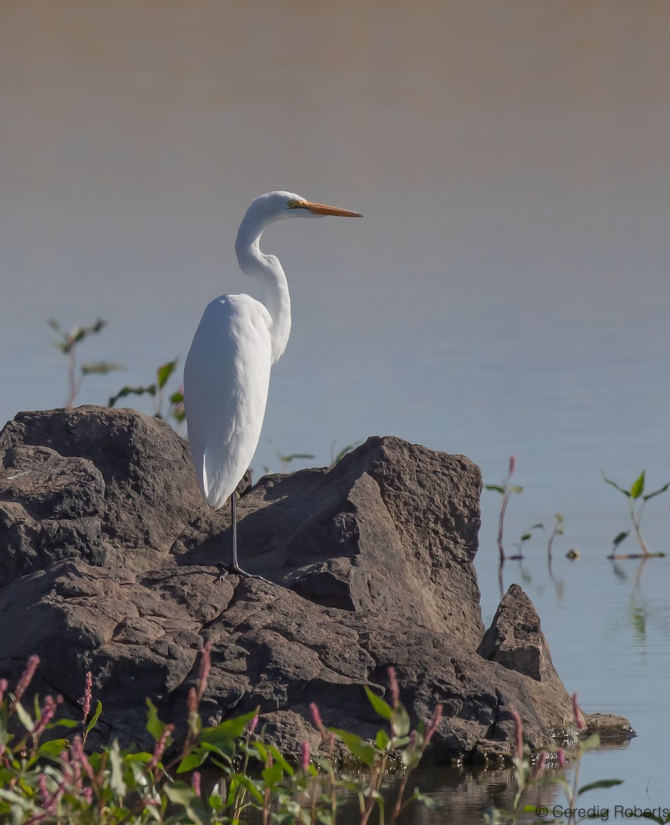 Great Egret - ML608622208