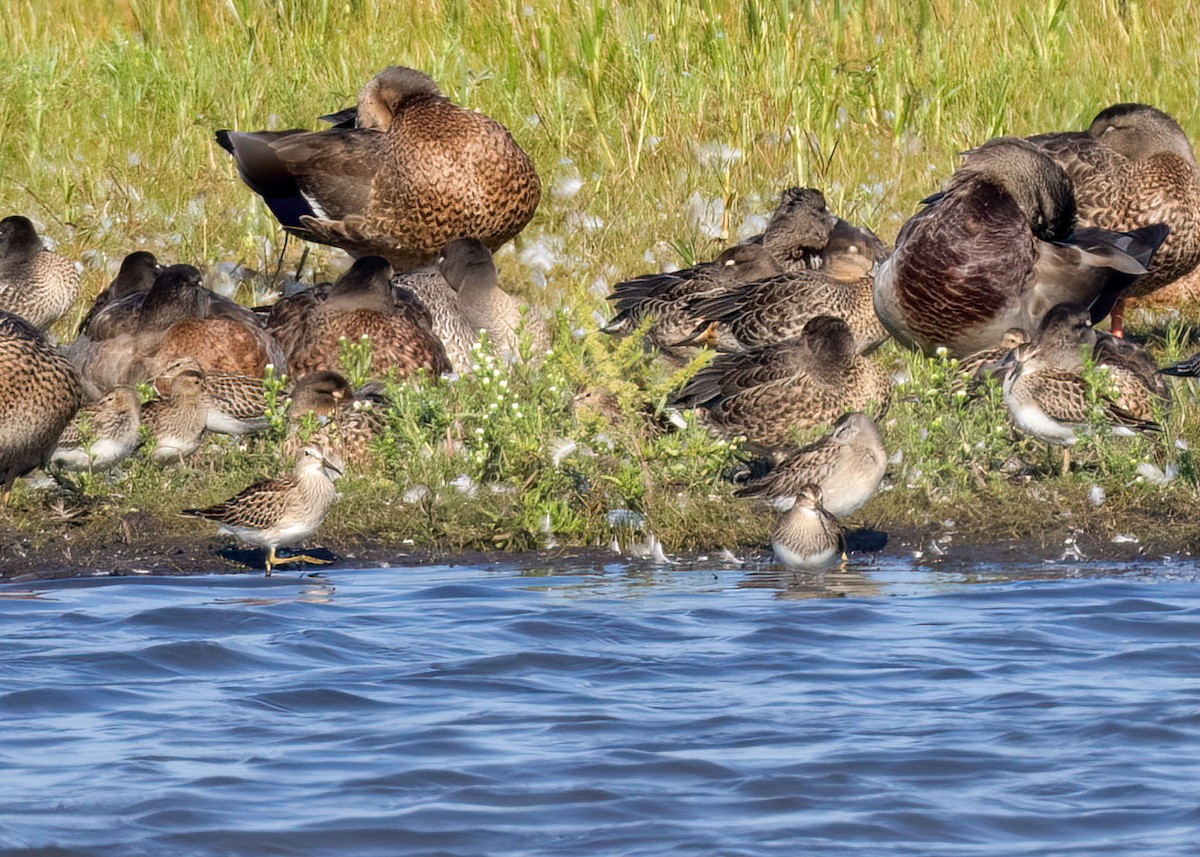 Pectoral Sandpiper - ML608622352
