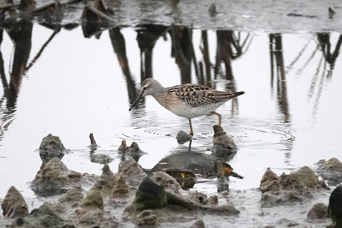 Stilt Sandpiper - ML608622364