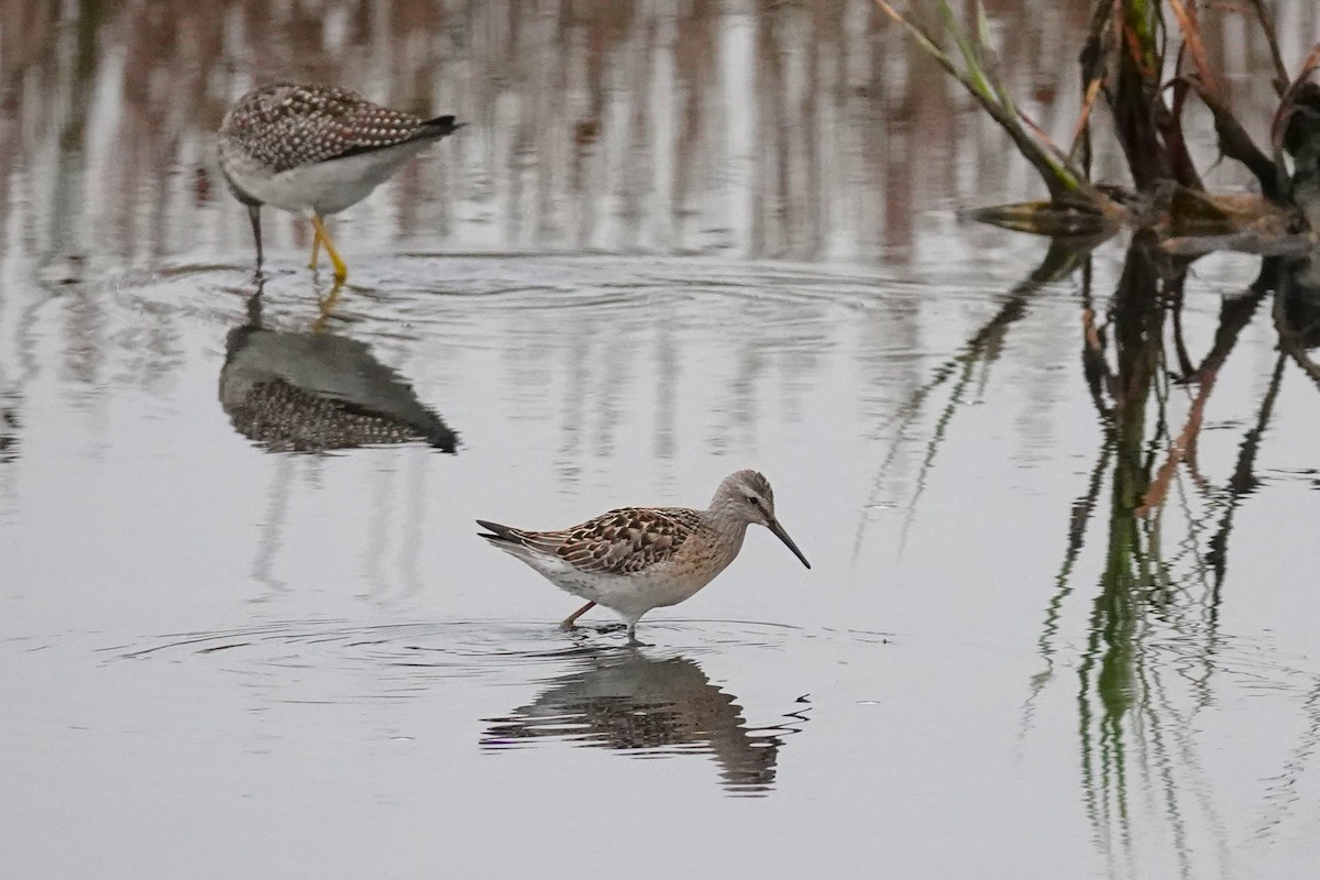 Stilt Sandpiper - ML608622365