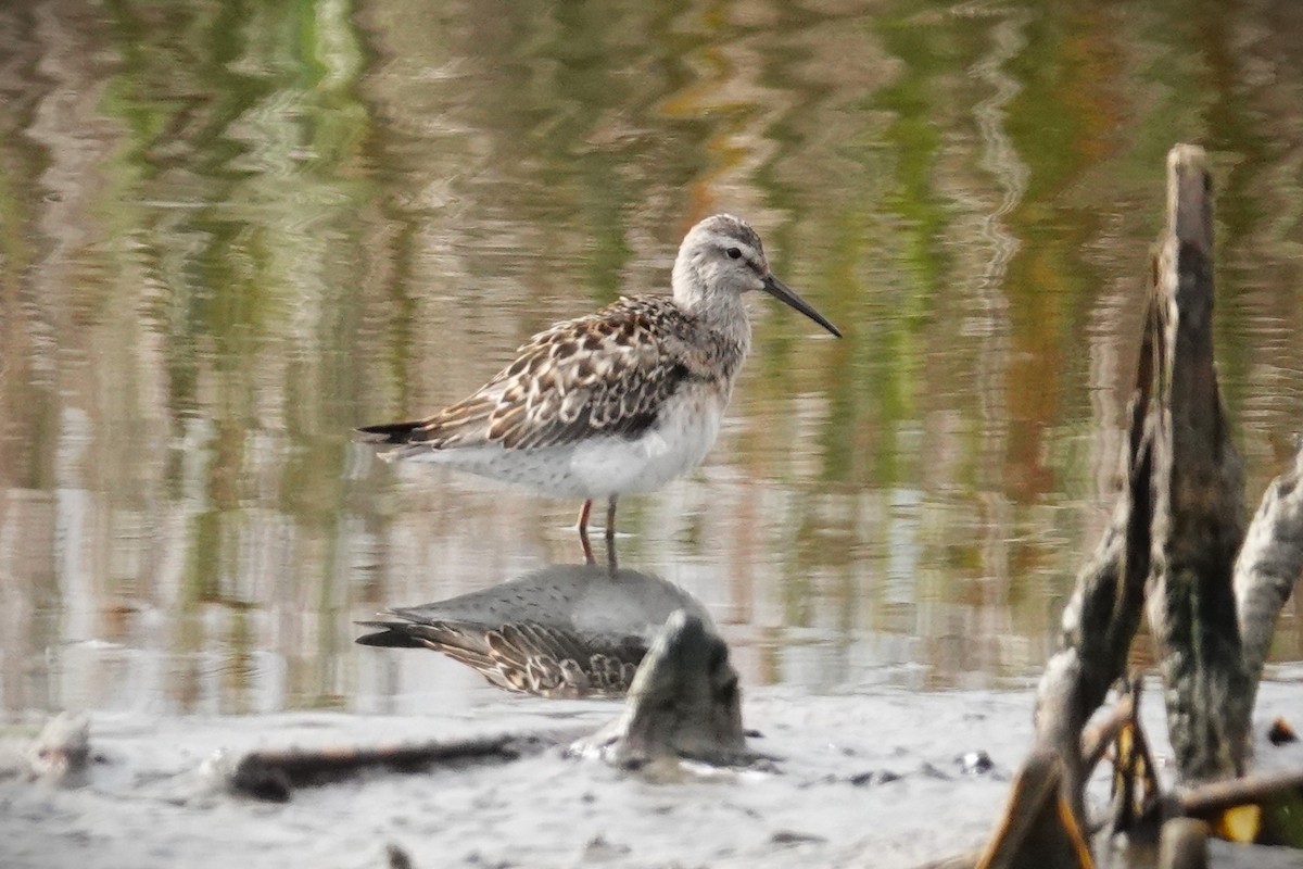 Stilt Sandpiper - ML608622366