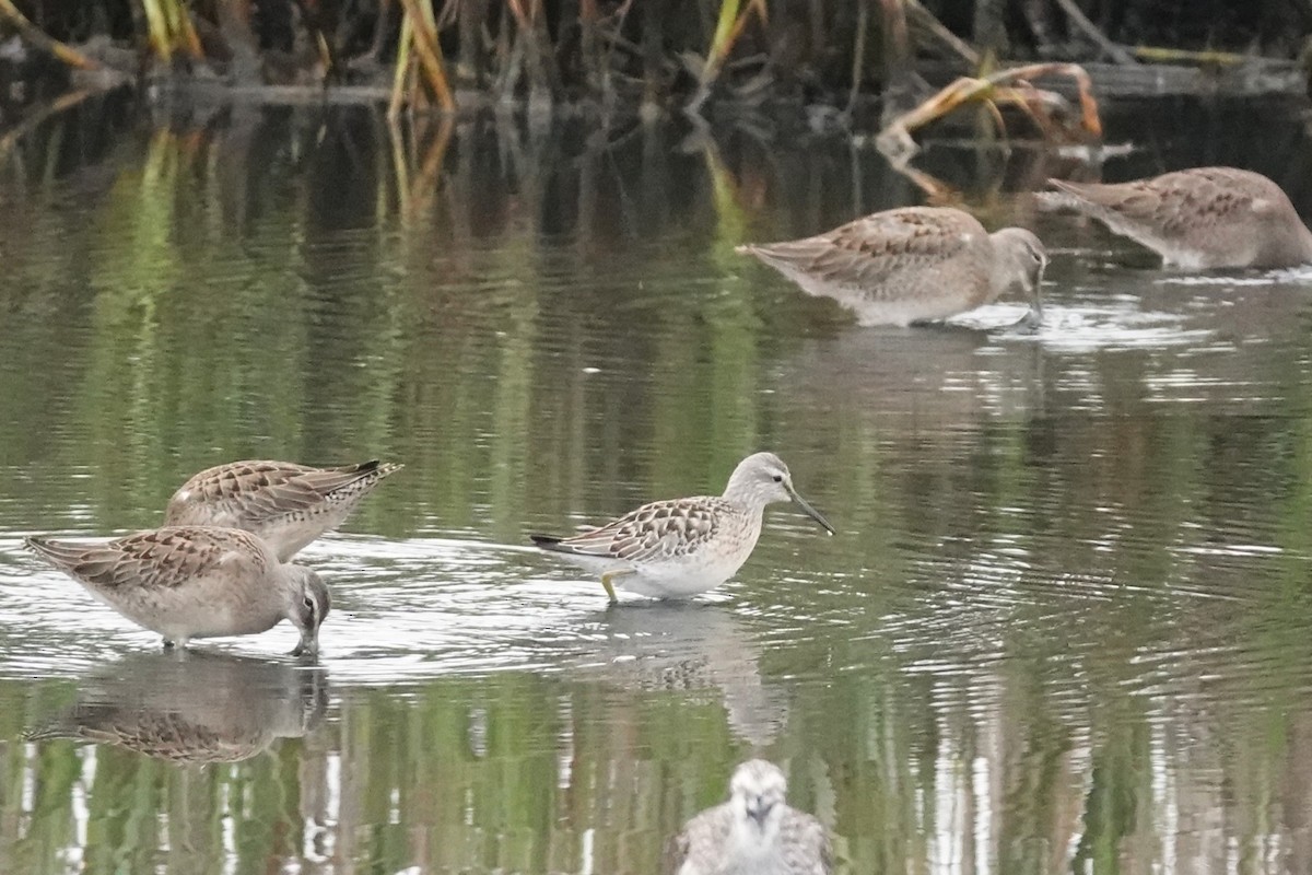 Stilt Sandpiper - ML608622367