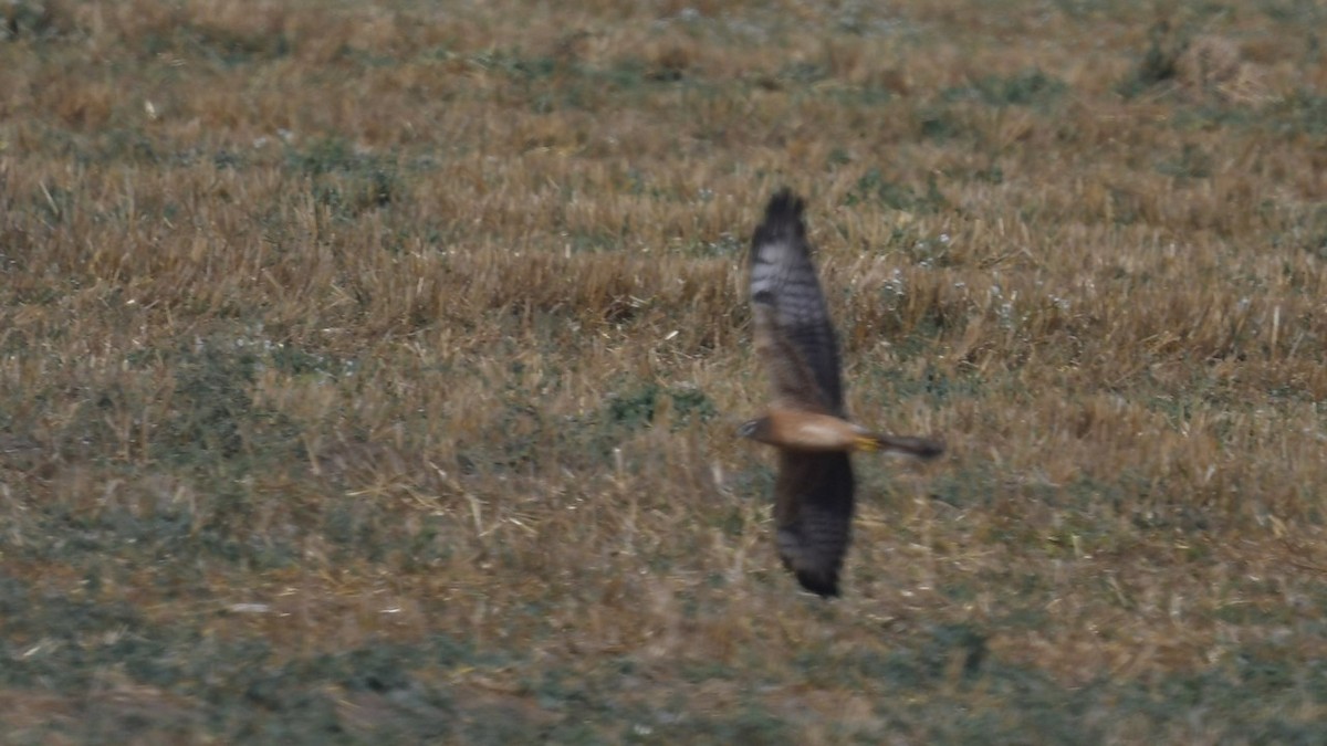 Montagu's Harrier - ML608622378