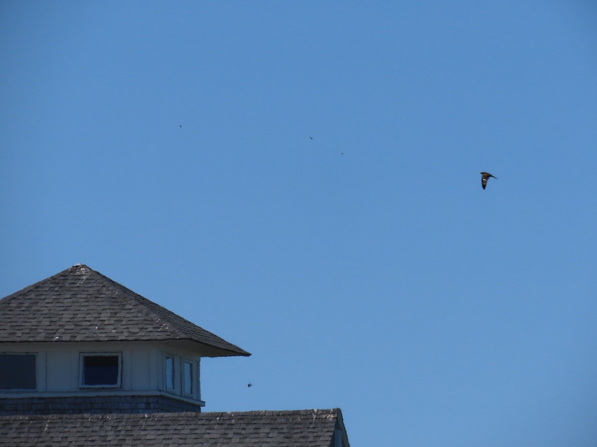 Common Nighthawk - Pamela Hunt