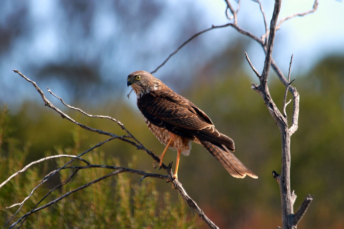 Collared Sparrowhawk - ML608622455