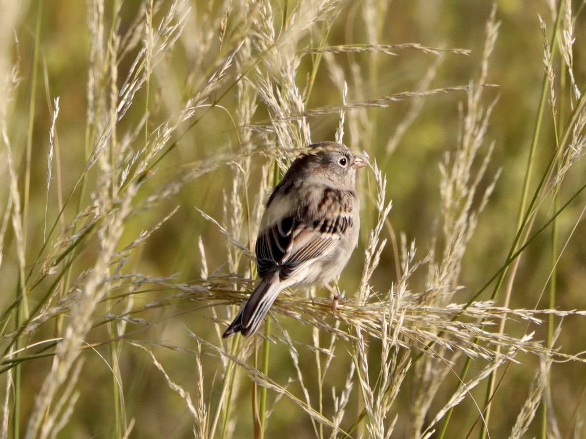 Field Sparrow - David Wittrock