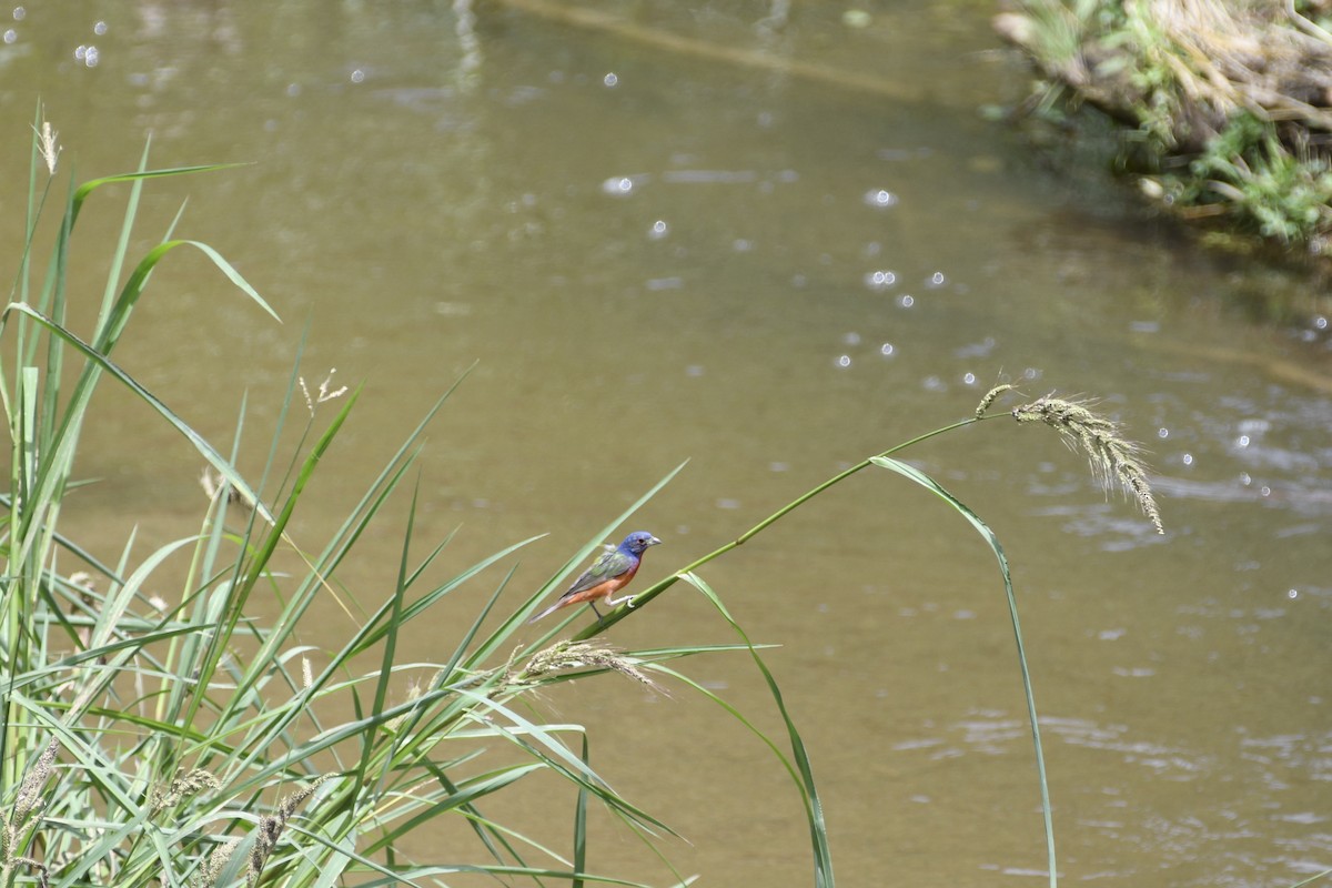 Painted Bunting - ML608622631