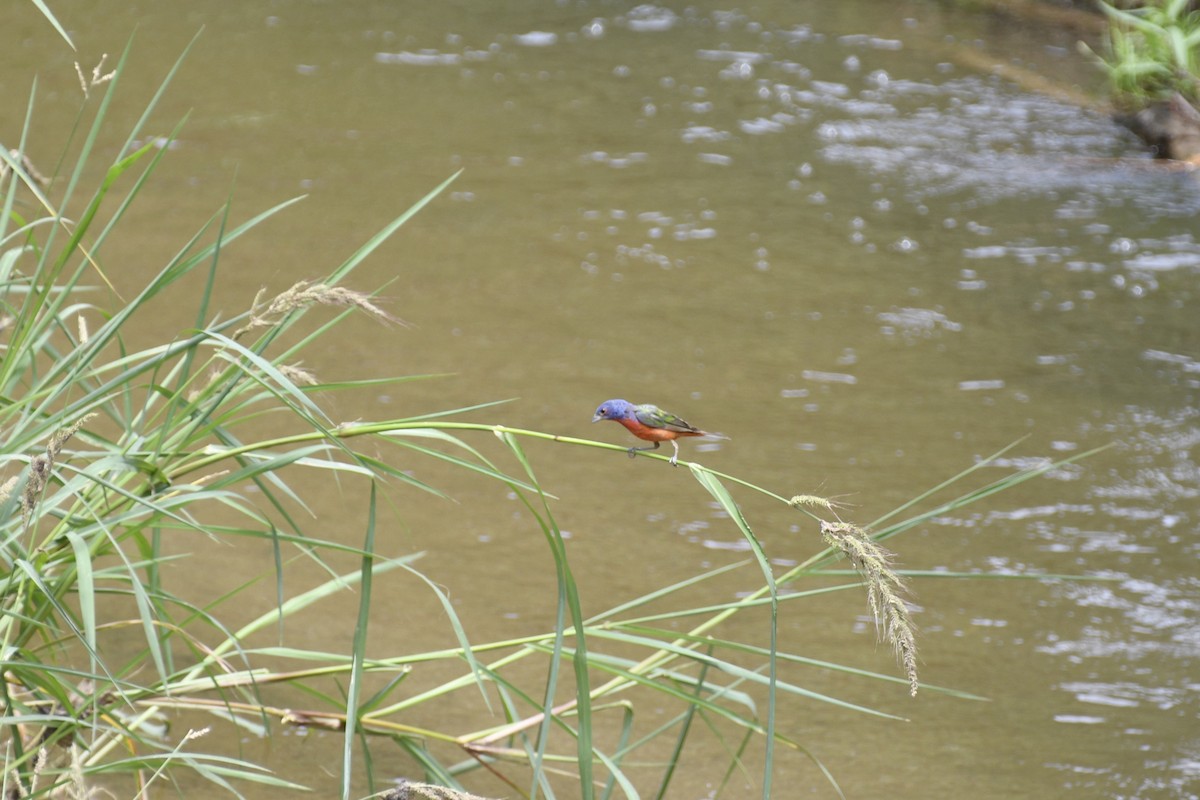 Painted Bunting - ML608622632