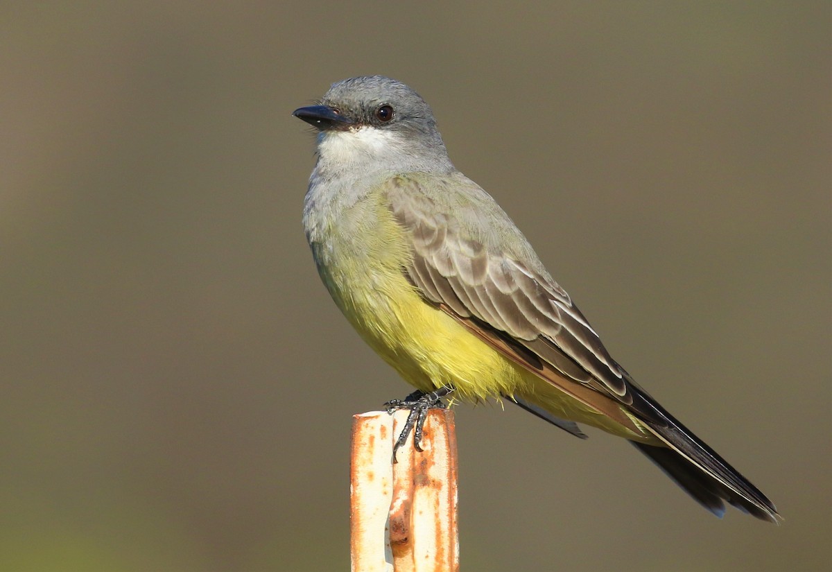 Cassin's Kingbird - ML608622633